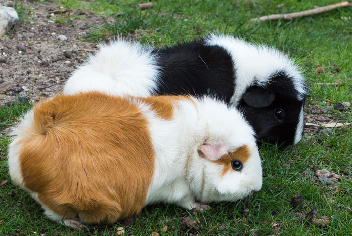 guinea pig pet care