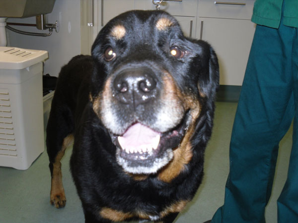 masticatory-muscle-atrophy-in-a-rottweiler-case-gallery-neurology