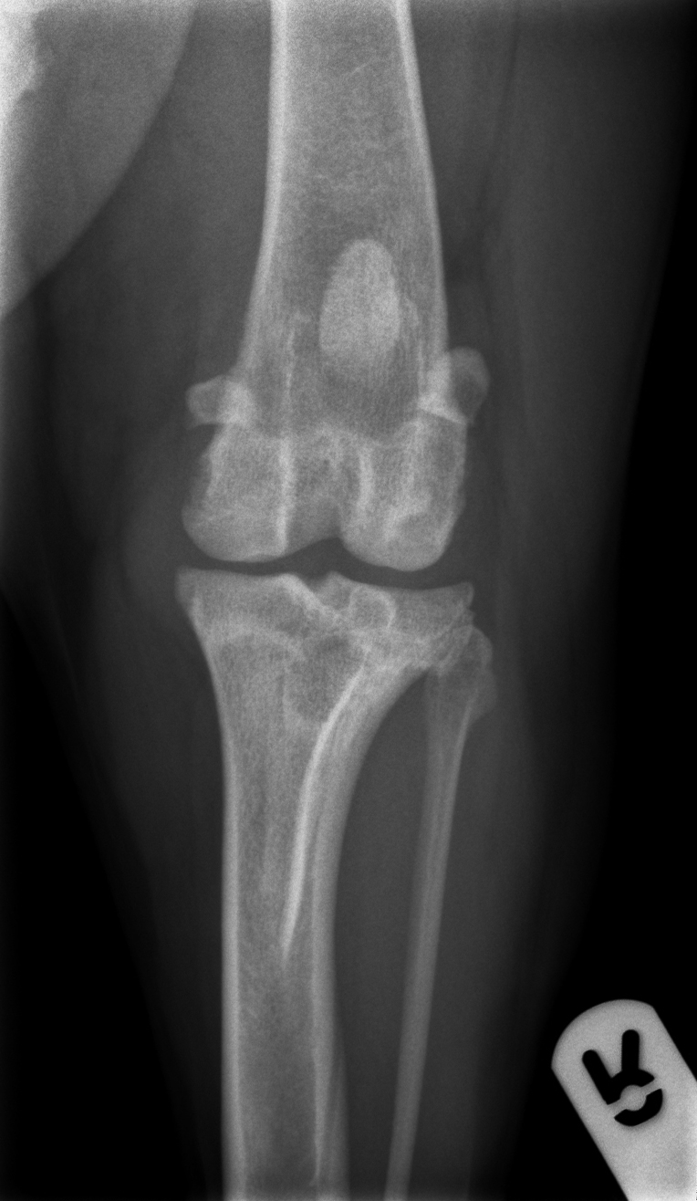 Canine Stifle. Severe OA. Caudo-cranial view. - Veterinary Orthopaedics ...