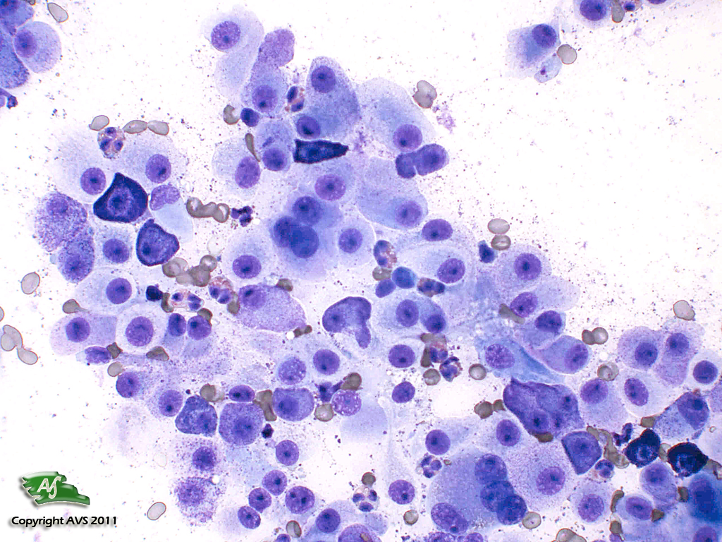 Canine, Skin: Poorly Differentiated Mast Cell Tumour - Veterinary ...