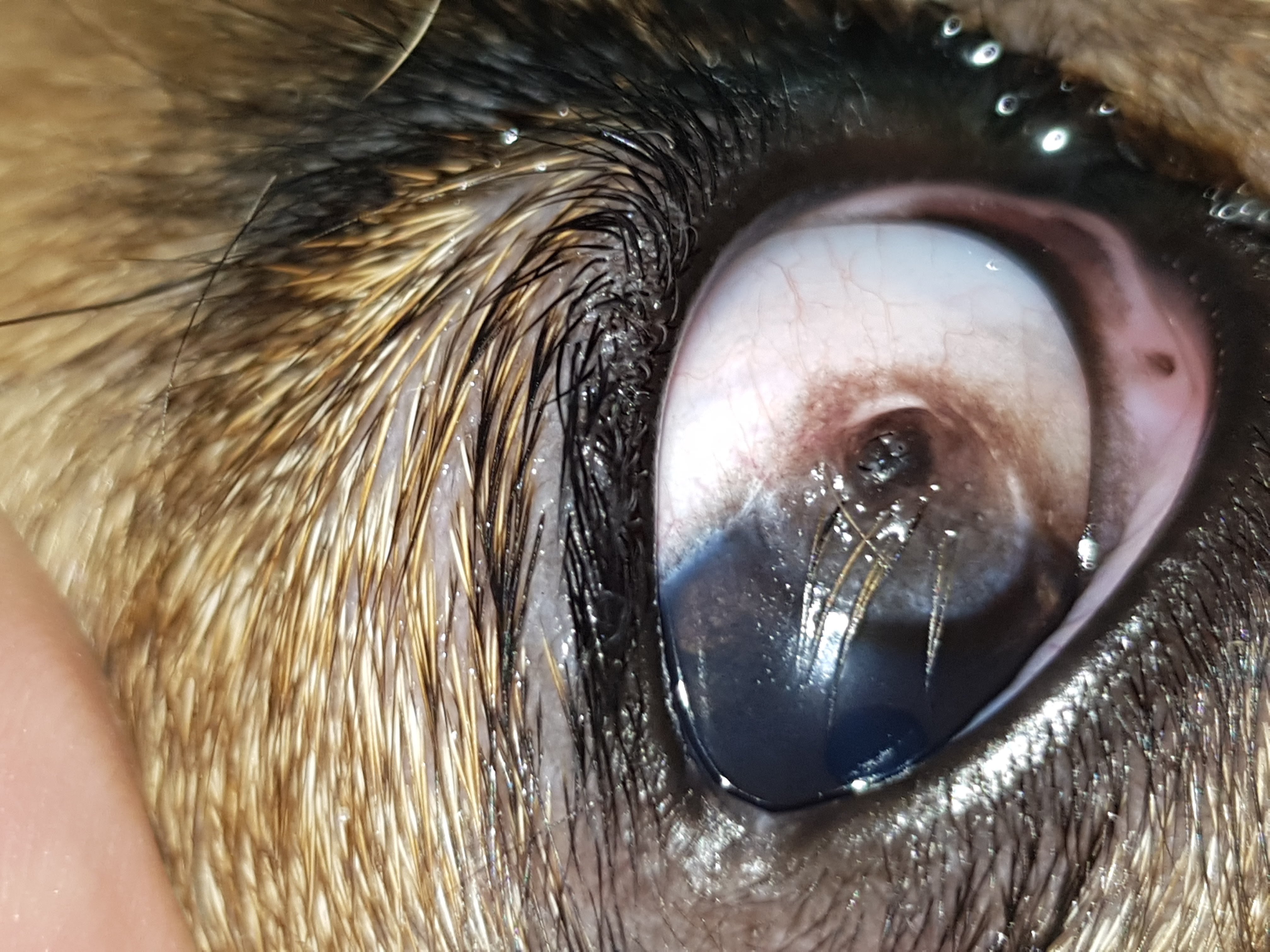 Dermoid - Veterinary Ophthalmology - VetSurgeon.org - VetSurgeon.org