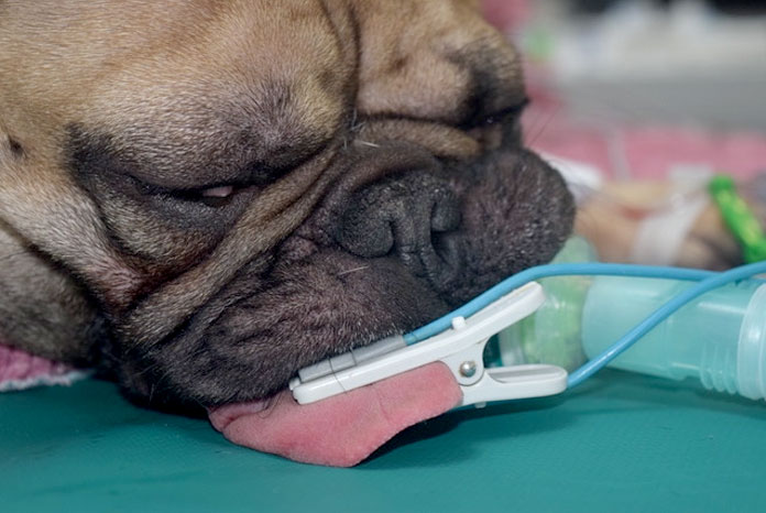 Antacids May Help Brachycephalic Dogs Undergoing Surgery - VetSurgeon ...