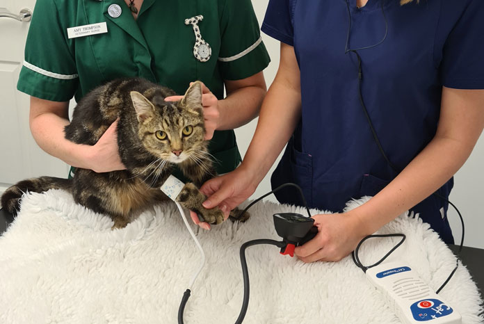 how to check cat blood pressure