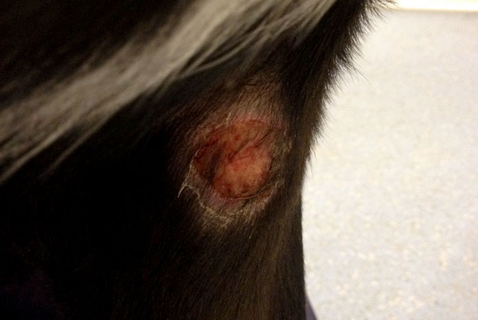 New Alabama Rot Website For Vets VetSurgeon News VetSurgeon Org   Alabama 2D00 Rot 2D00 Lesion 2D00 2 