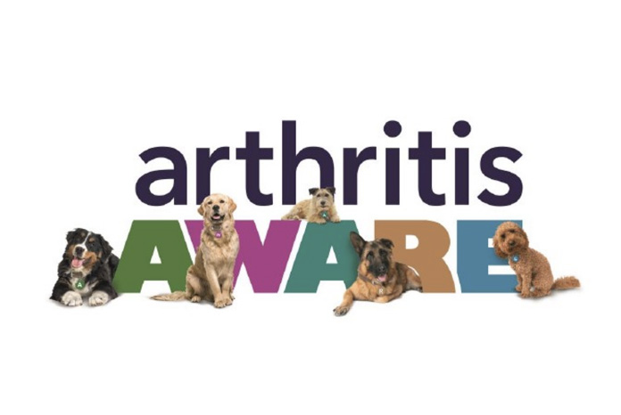 Arthritis in outlet dogs treatment uk