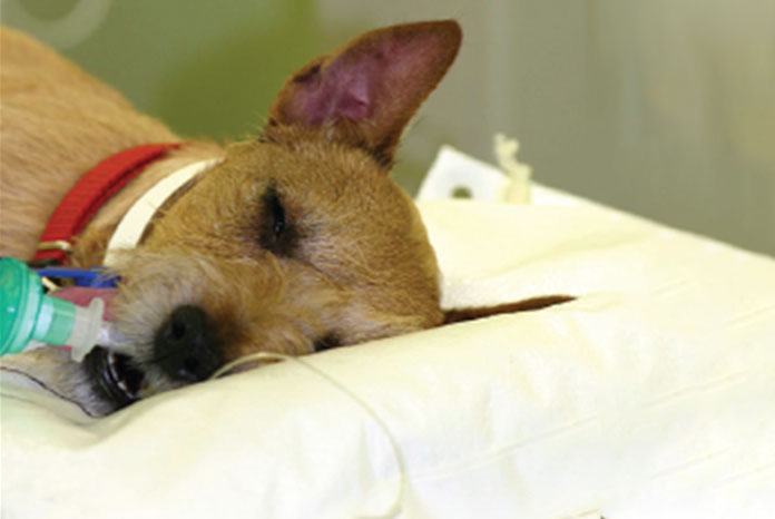 can-a-dog-recover-from-acute-kidney-failure