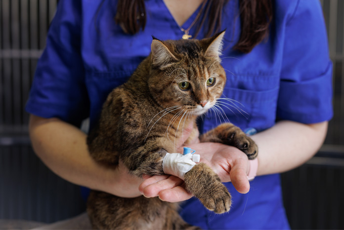 Fluid therapy for cats hotsell