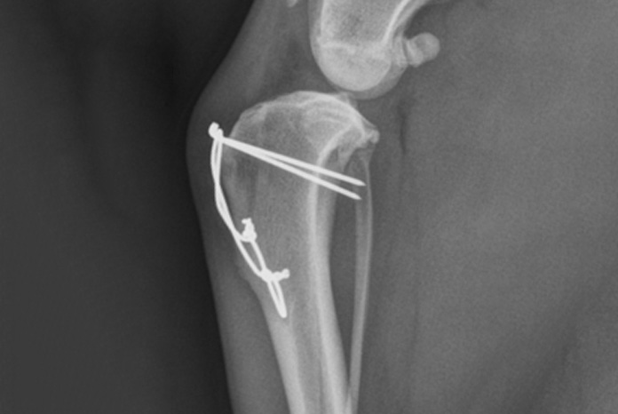 New study shows radiographs after medial patella luxation are of ...