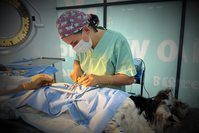 CVS upskills over 300 of its vet nurses to carry out minor surgical ...