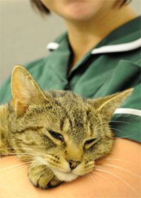 Davies Veterinary Specialists Issues Guidelines About Thiamine ...