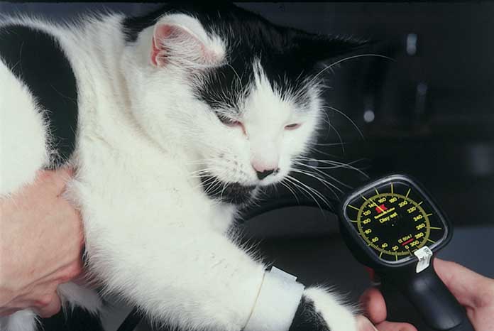 vets-urged-to-take-older-cats-blood-pressure-annually-vetsurgeon