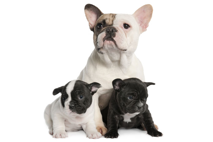 french-bulldogs-prone-to-birthing-problems-vetsurgeon-news