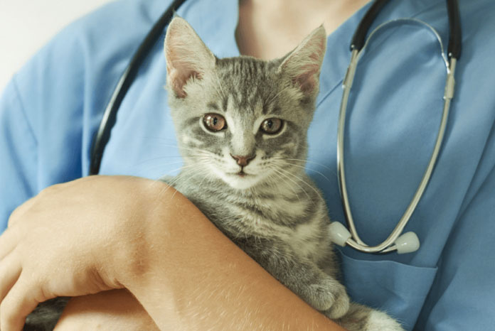 What's your position on cat neutering? - VetSurgeon News - VetSurgeon ...