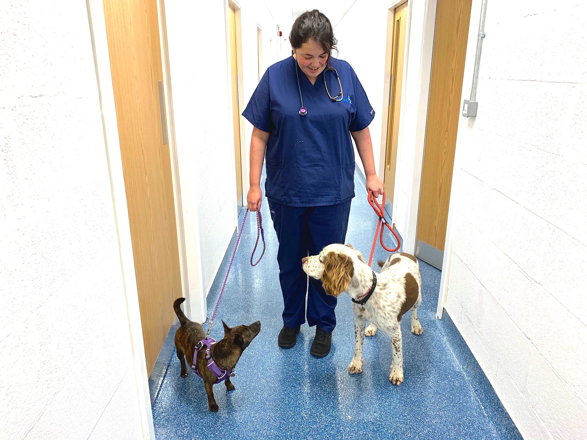 Job: Small Animal Vet. Animal Trust Cic , West Yorkshire - Jobs 