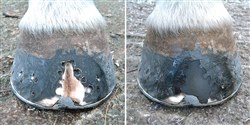 Imprint has announced the launch of graphite-coloured Hoof Repair - a low melt mouldable thermoplastic product used for the repair of cracked and damaged hooves, which colour matches the natural hoof for improved aesthetics.