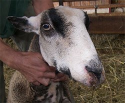 Defra has announced that bluetongue (BTV-8) vaccine is now available