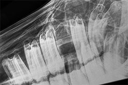 The Equine Veterinary Journal has published a free online collection of equine dentistry research articles.