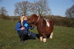 Blue Cross has announced that in this year's National Equine Health Survey (NEHS), 32.9% of the UK’s horses were recorded as lame.