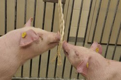 US-based Life Technologies has launched a new PCR-based test system which, according to the company, allows large numbers of pigs to be screened more quickly and cost-effectively for a range of common pathogens, such as PRRSV, SIV and PCV2.