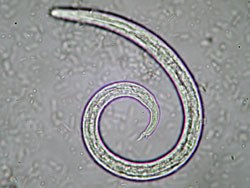 Davies Veterinary Specialists, the small animal referral hospital based at Higham Gobion in Hertfordshire, has reported treating four cases of serious lungworm infection over the past couple of months, all within around 30 miles of each other. 