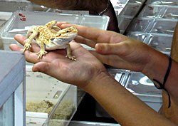 An article in the August issue of the Society of Biology's magazine, The Biologist, has called for a complete prohibition of the trade in exotic pets.