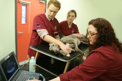 BCF Technology has launched a new series of CPD videos on VetSurgeon.org, this time showing how to conduct a basic cardiac ultrasound examination in small animals.