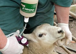 MSD Animal Health has launched a new range of vaccination equipment to help sheep and cattle producers administer its portfolio of farm animal vaccines as effectively, cleanly and safely as possible. 