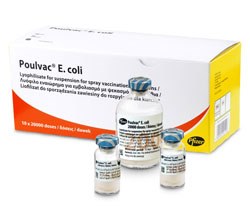 Pfizer Animal Health has launched Poulvac, the first modified live vaccine against E.coli in chickens.