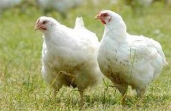 The Chief Veterinary Officer has declared a Prevention Zone to help protect poultry from a strain of Avian Flu in Europe.