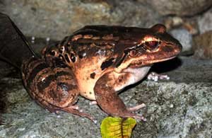 Mountain Chicken Frog