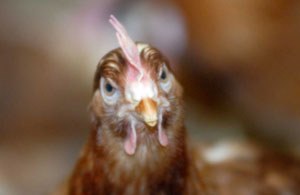 The UK’s Deputy Chief Veterinary Officer has confirmed H5N8 avian flu in a small flock of chickens and geese at a premises near Diss, South Norfolk.