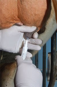 MSD Animal Health has announced the launch of Cepralock, a new teat sealant