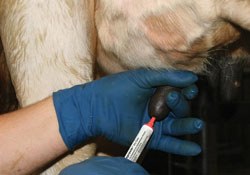  Cepravin dry cow antibiotic treatment