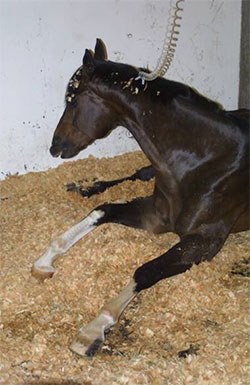 A new US colic study, published in Equine Veterinary Journal (EVJ), in partnership with the American Association of Equine Practitioners, has identified various risk factors, including delayed faecal output and increasing blood lactate, associated with post-anaesthetic colic.