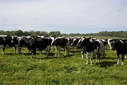 Merial Animal Health has revealed the latest MOO test figures which suggest that the productivity of four out of five UK dairy herds is compromised by high levels of gutworm.