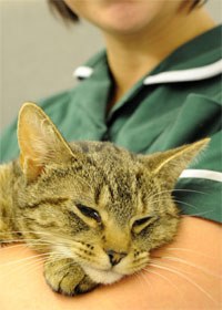 Following Pets at Home's recall of four cat food products found to be low in thiamine, Davies Veterinary Specialists has issued advice for veterinary professionals and pet owners about the diagnosis and treatment of thiamine deficiency in cats.  