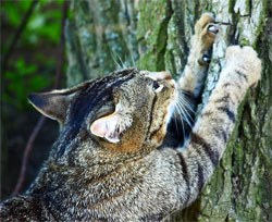 New research published in the Journal of Feline Medicine and Surgery, has found that declaw surgery (onychectomy) in cats increases the risk of long-term or persistent pain