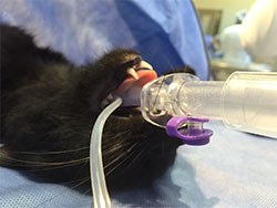 V-Gel (Docsinnovent) is a supraglottic airway device (pictured above right) for cats which enables a clear airway to be obtained quickly, efficiently and effectively for general anaesthesia and emergency resuscitation purposes without the need for traditional endotracheal intubation. 