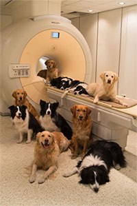 A study published in Current Biology has demonstrated that there are remarkable similarities in the way that dog and human brains respond to sound, and that dog brains, like those of people, are also sensitive to acoustic cues of emotion. 