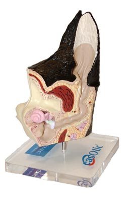 Easotic canine ear model