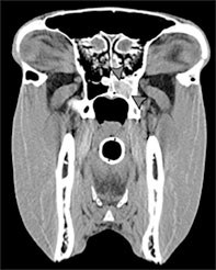 The Equine Veterinary Journal (EVJ) has joined forces with Equine Veterinary Education and Veterinary Radiology and Ultrasound to showcase an online collection of the latest articles on imaging the equine head and spine at http://bit.ly/2gUxtN8.