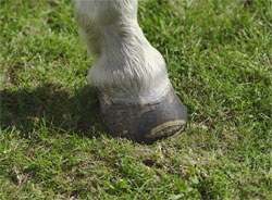 Boehringer Ingelheim is urging veterinary surgeons in the UK to test for PPID routinely at the annual health check or vaccination visit for horses over the age of 15.