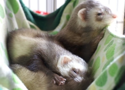 Almost half of the vets that watched a webinar about ferret medicine have said they would change their treatment protocols for adrenal disease and reproduction management 