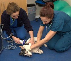 New rehab centre for sports and working dogs