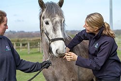 A vision for improving horse welfare has been set out following research carried out by the University of Bristol’s School of Veterinary Sciences and funded by World Horse Welfare.