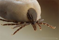 Norbrook Laboratories has announced that Pestigon for cats, the company's fipronil spot on solution against fleas and ticks, has been granted an extension to its licence which means it is now indicated against the Ixodes ricinus tick.