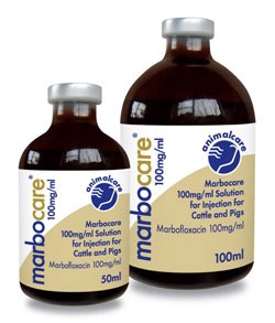 Animalcare Ltd has launched Marbocare (marbofloxacin) 100mg/ml solution for injection, a third-generation fluoroquinolone for the treatment of E.coli mastitis and bovine respiratory disease (BRD) in cattle, and Metritis Mastitis Agalactia in pigs.