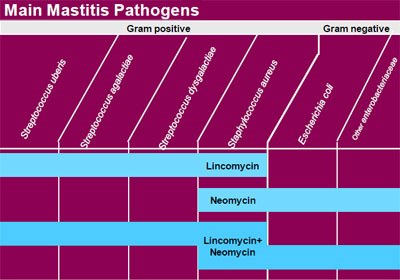 Zoetis has relaunched a broad spectrum intramammary treatment for clinical mastitis, as Lincocin Forte S. 