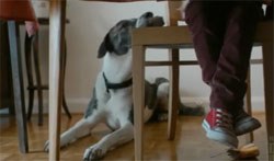 The BVA, the Mayhew Animal Hospital, Dogs Today magazine and the Kennel Club are amongst various organisations that have criticised Morrisons for its Christmas advert - which can be seen here - in which a child is seen passing a slice of Christmas pudding to the family dog.