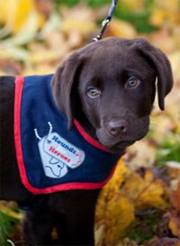 Novartis Animal Health has launched Helping Hearts, a competition in which veterinary surgeons have the chance to brush up on their cardiology whilst at the same time triggering a donation to Hounds for Heroes and entering the running for one of 10 Red Letter Day experiences. 